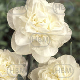 Hectarul - Bulbi de narcise Obdam, 5 bulbi